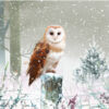 Christmas Winter Barn Owl 10 Christmas Cards 15cm X 15cm