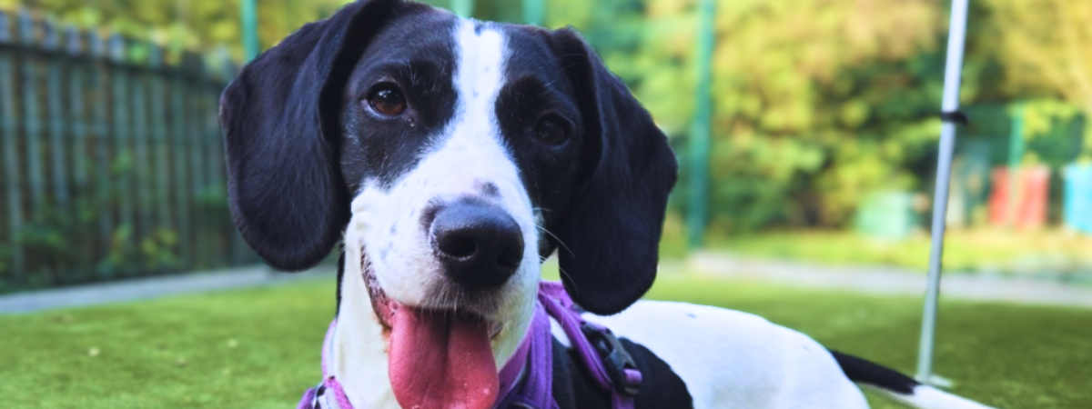 Copy of Copy of Copy of Copy of Copy of Copy of Copy of Copy of Copy of banner dukes (16)