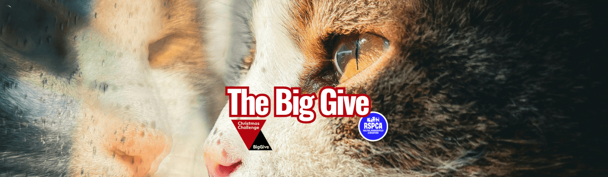 Copy of email banner (21)