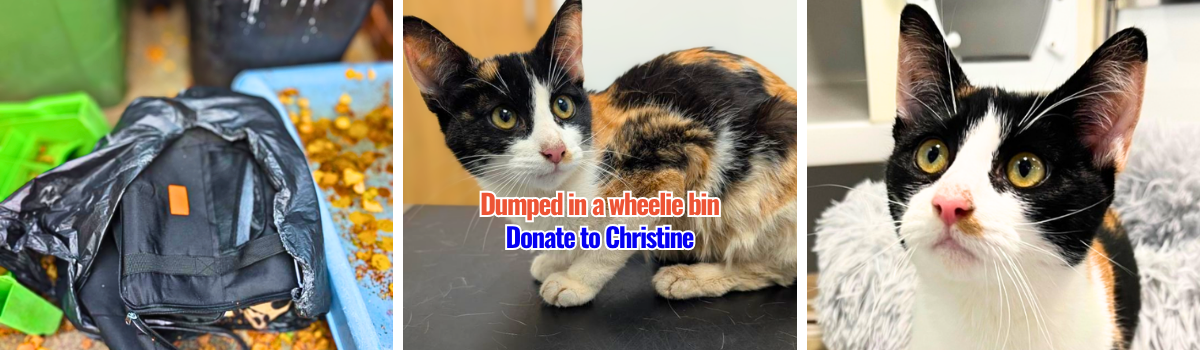 ALL FUNDS RAISED SUPPORT OUR REALLY BIG REFURB! (13)